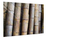 Bamboo