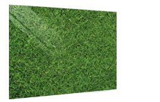 Grass