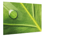Jungle Leaf