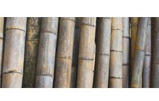 Ambience Bamboo