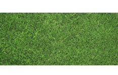 Ambience Grass