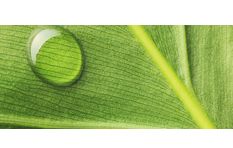 Jungle Leaf