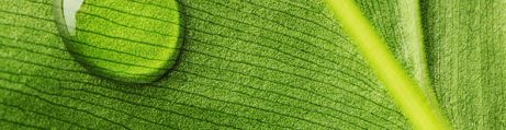 Ambience Jungle Leaf Ambience Jungle Leaf